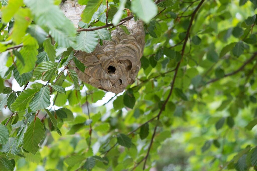 Traitement contre les insectes