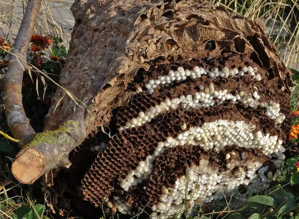 Nid de Frelons avec Rayons et Larves Exposés Gros plan sur un nid de guêpes ou frelons exposé, révélant des rayons alvéolaires bruns et de nombreuses larves/chrysalides blanches. Une branche coupée est adjacente.