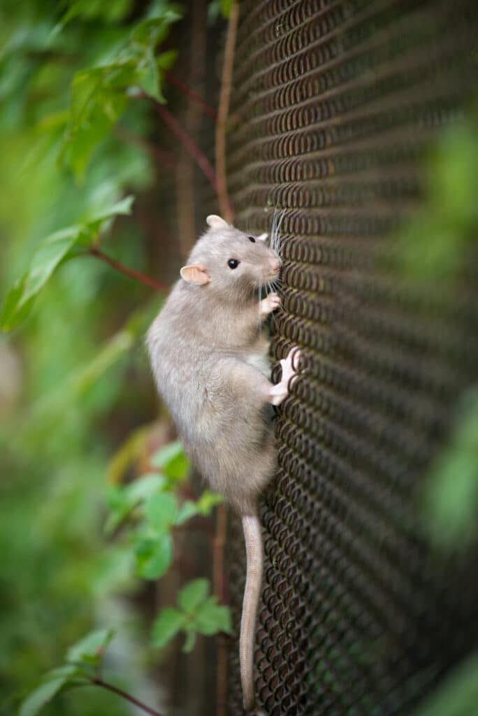 Rat gris escaladant une grille métallique en pleine nature Petit rat gris clair escaladant une grille métallique rouillée avec des feuilles vertes floues en arrière-plan.